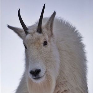 Meet your Posher, Pegasus